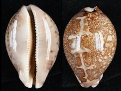 Leporicypraea mappa mappa
