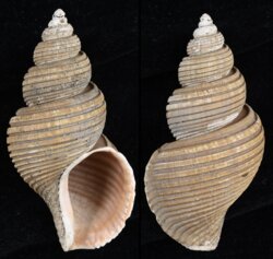 Ancistrolepis vietnamensis