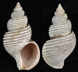 Ancistrolepis vietnamensis