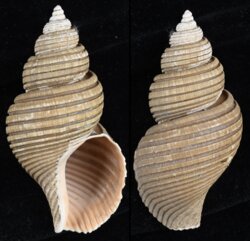 Ancistrolepis vietnamensis
