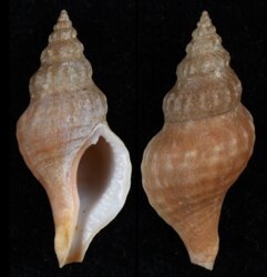 Afrocominella elongata