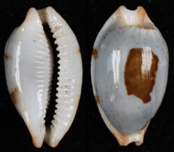 Bistolida diauges diauges fma salaryensis