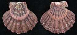 Nodipecten arthriticus