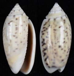 Oliva oliva