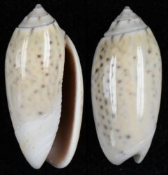 Oliva oliva