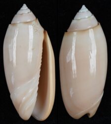 Oliva annulata carnicolor