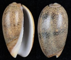 Oliva bulbiformis