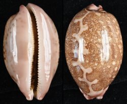 Leporicypraea mappa mappa