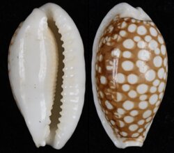 Cribrarula cribraria cribraria