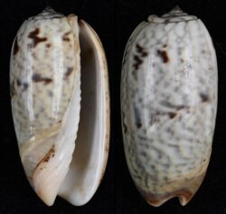 Oliva elegans
