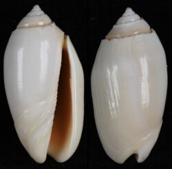 Oliva annulata carnicolor
