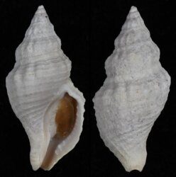 Africominella elongata simoniana