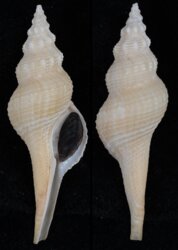Afer pseudofusinus
