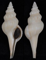 Afer pseudofusinus