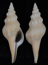 Afer pseudofusinus