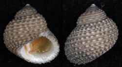 Euchelus atratus