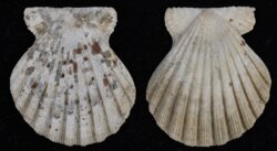 Decatopecten radula