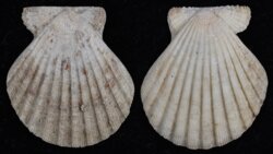 Decatopecten radula
