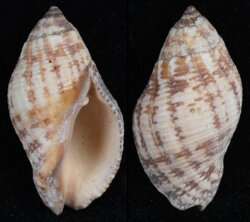 Nassa francolina