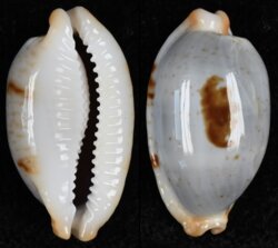 Bistolida diauges diagues fma salaryensis