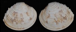 Venus crebiscula
