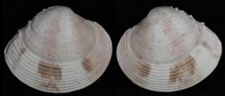 Venus crebiscula