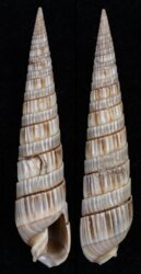 Duplicaria bharatensis