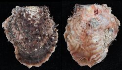 Spondylus occelatus