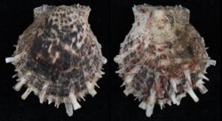 Spondylus ocellatus