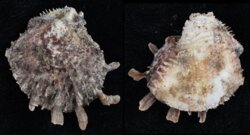 Spondylus ocellatus