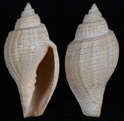 Capensisvoluta abyssicola