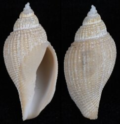 Capensisvoluta abyssicola