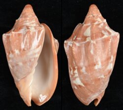 Cymbiola aulica