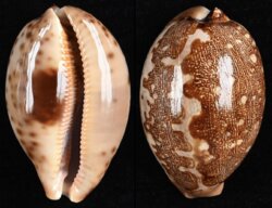 Leporicypraea mappa viridis f. montrouzieri