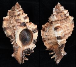 Phyllonotus bellettii