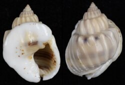 Nassarius arcularius