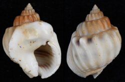 Nassarius arcularius