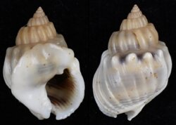 Nassarius arcularius