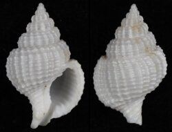 Nassaria coromandelica