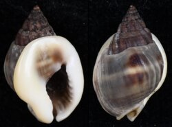 Nassarius pullus