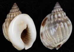 Nassarius bimaculosus