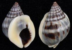 Nassarius pullus