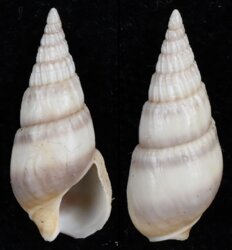 Bullia melanoides