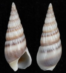 Bullia melanoides