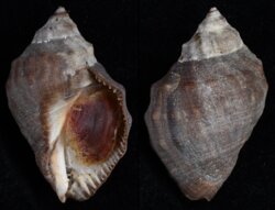 Stramonita haemostoma