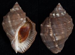 Stramonita haemostoma
