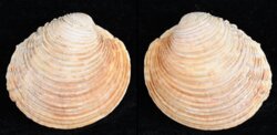 Venus verrucosa