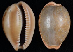 Naria citrina dauphinensis