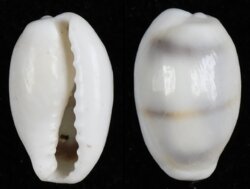 Monetaria moneta fma icterina