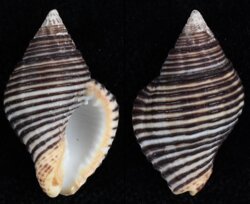 Pollia undosa